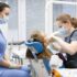 Что входит в бесплатную стоматологическую помощь