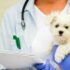 Договор оказания ветеринарных услуг